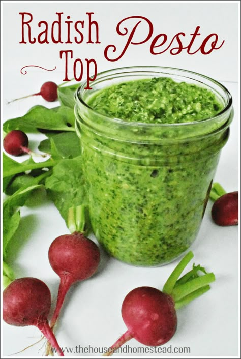 Radish Top Pesto Recipe | The House & Homestead Classic Pesto Recipe, Radish Greens, Radish Recipes, Green Pesto, Modern Homesteading, Csa Recipes, Pesto Recipe, Garden Recipes, Cheap Eats