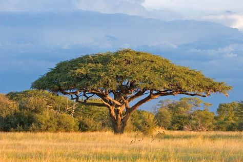 South African Trees, African Dancing, Africa Trees, Thorny Bushes, The Veldt, Zimbabwe Flag, African Tree, Indian Garden, Acacia Tree