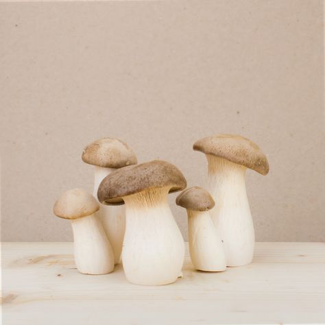 Natural Mushrooms, Painting Picnic, King Oyster Mushroom, Plants And Mushrooms, Still Life Reference, King Oyster, Botanical Photography, Mushroom Cultivation, Oyster Mushroom