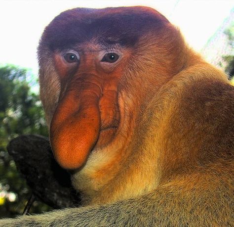 Long-nosed monkey, he's so funny looking! Ugly Monkey, Funny Looking Animals, Weird Looking Animals, Proboscis Monkey, Bizarre Animals, Gorilla Gorilla, Ugly Animals, Strange Animals, Scary Animals