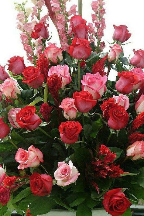 Beautiful Roses Rose Flower Pictures, Beautiful Red Roses, Beautiful Bouquet Of Flowers, Beautiful Flowers Wallpapers, Beautiful Flower Arrangements, Tropical Flower, Beautiful Rose Flowers, Beautiful Flowers Pictures, Birthday Flowers