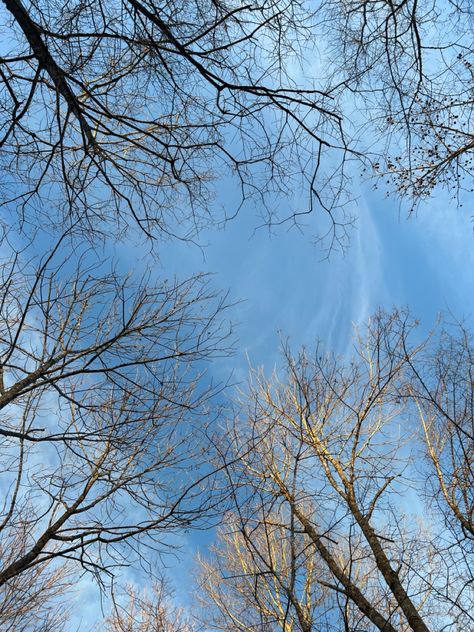 #winter #sky #weather #tree Winter Tree Aesthetic, Dry Tree, Sky Weather, Pretty Trees, Clear Winter, Winter Sky, Bright Winter, Blue Tree, Phone Background