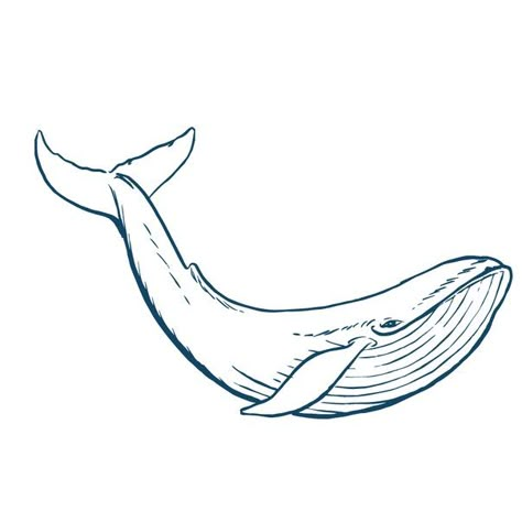 Blue Whale Drawing, Whale Outline, Whale Sketch, Sea Creatures Drawing, Whale Drawing, Shark Drawing, Whale Tattoos, Cute Whales, Whale Art