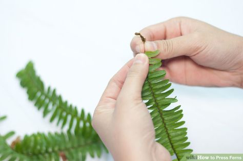 how to Press Ferns Step by step. two methods Pressing Leaves, Ferns And Flowers, Fern Art, Pressed Flowers Diy, Forest Dress, Nature Craft, Pressed Leaves, Fern Leaves, Leaf Crafts