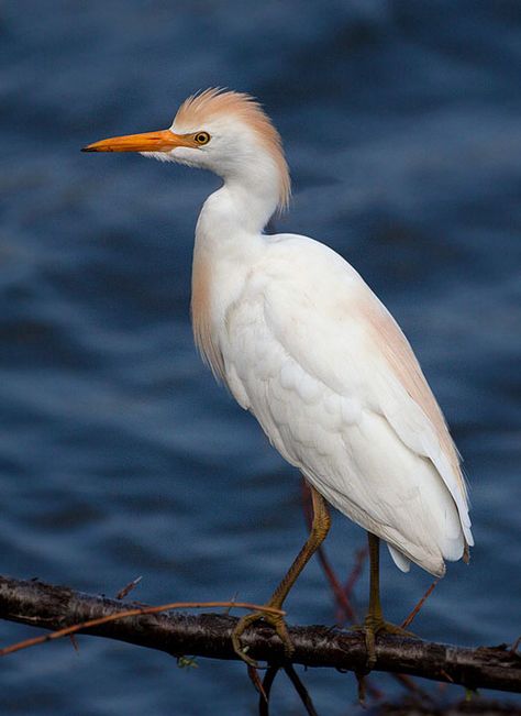 cattle egret Cattle Egret Birds, Animals With Their Babies, Sharing The Planet, Cattle Egret, Birds Pictures, List Of Birds, Bird Reference, Northern Florida, Coastal Birds