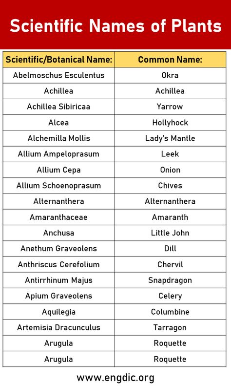 Welcome to our comprehensive guide to 50 botanical and scientific names of plants, from A to Z! In this fascinating journey through the world of flora, we will explore the diverse and intriguing names that classify and identify various plant species. Get ready to expand your botanical knowledge and discover the wonders of nature! What is a Scientific Name? A scientific name (also called a botanical name) is a formal, internationally recognized name assigned to each species of plant or animal.... Botanical Names Of Plants, Scientific Name Of Animals, Scientific Names Of Plants, Facts About Plants, Growing Aloe Vera, Botanical Names, Science Exhibition, Alchemilla Mollis, Names Of Plants