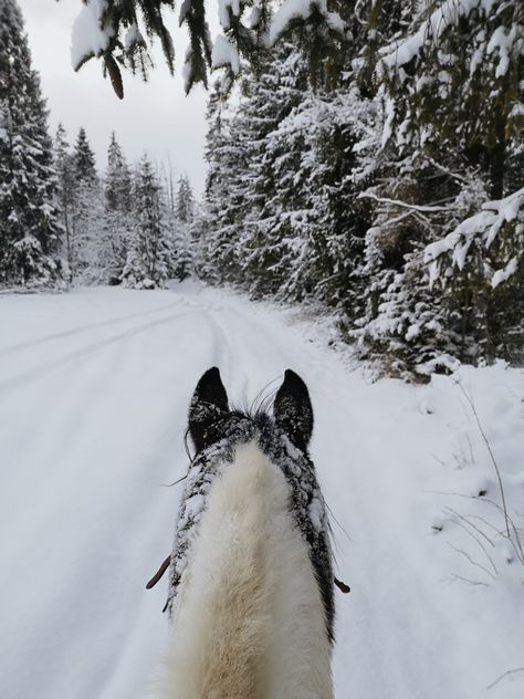 Horseback riding in mountains at wintertime Hacking Horse, Snowing Mountains, Winter Horse Riding, Horse In Snow, Snow Horse, Horse Girl Aesthetic, Snow Trails, Horses In Snow, Horse Riding Aesthetic