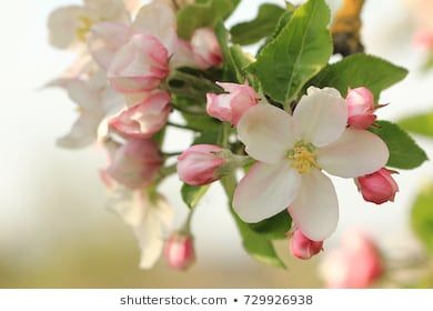 apple blossoms Images, Stock Photos & Vectors | Shutterstock Honeycrisp Apple Tree, Honeycrisp Apple, Sweet As Honey, Challah Cover, Drawing Tutorial Face, Canned Fruit, Apple Blossoms, Honeycrisp Apples, Spring Blossoms