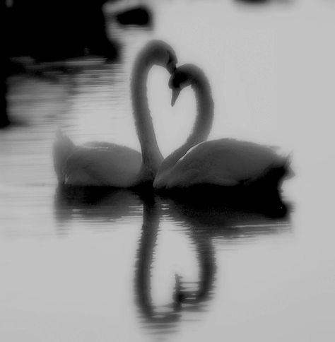 swans Swan Dark Aesthetic, Dark Swan Aesthetic, Swan Black And White, Swans Aesthetic, Black Swan And White Swan, White Swan Aesthetic, White And Black Swan, Swan Core, Black And White Swan