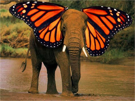 monarchaphant Photomontage Animals, Fondos Apple Watch, Elephant Art Drawing, E Font, Elephant Butterfly, Postcards Inspiration, Hybrid Animals, Collage Book, Scrapbook Printing