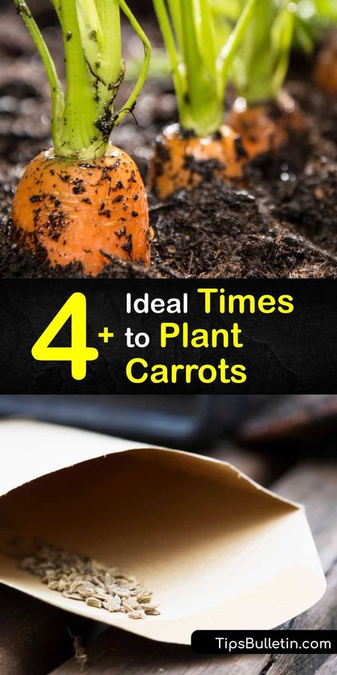 Carrots In Garden, Growing Carrots In Raised Beds, Planting Carrots From Seed, When To Plant Carrots, Carrot Planting, Gardening Carrots, Planting Carrots, Composting Tips, Plant Carrots