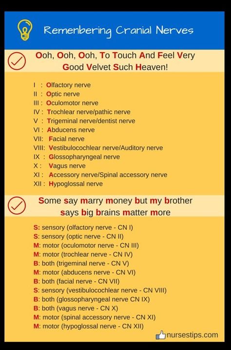 Acronym/Mnemonics For Remembering 12 Cranial Nerves One simple way to learn the cranial nerves and their functions is to assign them a mnemonic to help you remember which terms are placed where.  Cranial Nerves Assessment Cheat Sheet for Nursing 12 Cranial Nerves, Medications Nursing, Nursing Assessment, Nursing Mnemonics, Nursing Student Tips, Medical Student Study, Pharmacology Nursing, Nursing School Survival, Cranial Nerves