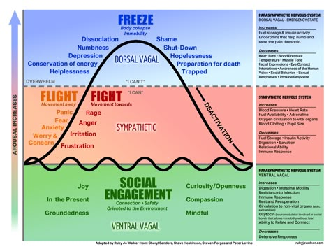 The autonomic nervous system is a control system that regulates bodily functions, over which we have no control such as the heart rate, digestion, respiratory rate, pupillary response etc. The basi… Functional Freeze Response, Dorsal Vagal Shutdown, Functional Freeze, Regulate Nervous System, Respiratory Rate, Nervus Vagus, Polyvagal Theory, Parasympathetic Nervous System, Autonomic Nervous System