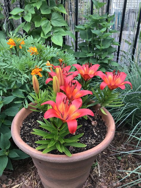 Growing Lilies in Containers - My Northern Garden Red Lily Flower, Porch Deck Ideas, Growing Lilies, Lily Care, Flowering Perennials, Summer Bulbs, Evergreen Garden, Mary Quite Contrary, Container Gardening Ideas