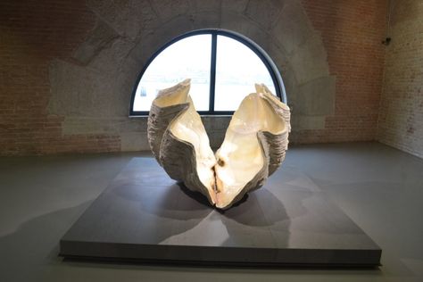 Extraordinarily Large Museum Specimen of Giant Clam Shell, Damian Hirst Clam Shell Sculpture, Damian Hirst, Ap Art Ideas, Giant Clam Shell, Shell Sculpture, Giant Clam, Damien Hirst, Weird News, Clam Shell