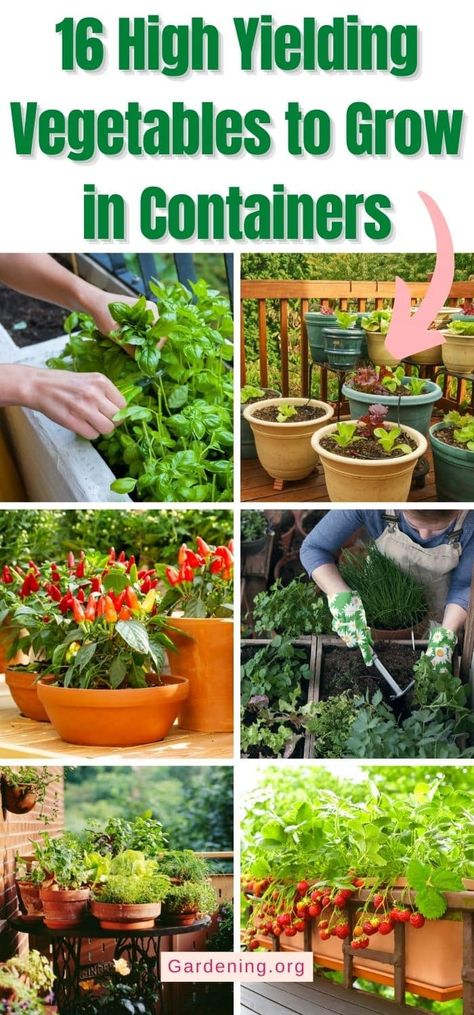 16 High Yielding Vegetables to Grow in Containers How To Container Garden, Growing Vegetables In Small Spaces, Growing Vegetables In Raised Beds, Greenhouse Container Gardening, Best Vegetables To Grow In Pots, When To Grow Vegetables, Container Vegetable Garden Ideas, Container Vegetable Garden, Vegetables In Containers