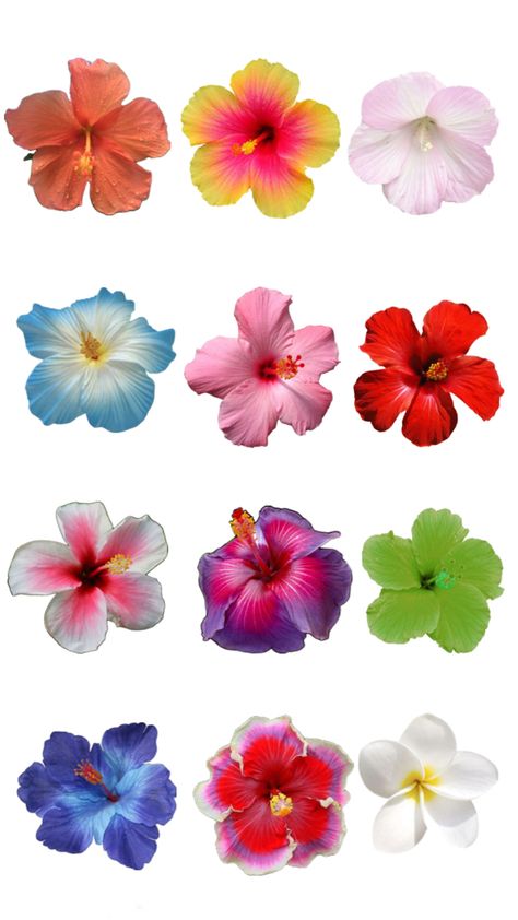 Hawaii Flower Wallpaper Hibiscus Flower Transparent Background, Hawaii Flowers Aesthetic, Habisquis Flower Wallpaper, Hawaii Flower Painting, Habisquis Flower, Hawaii Flowers Wallpaper, Hawaiian Flowers Wallpaper, Flower Wallpaper Trend, Hawaii Wallpaper