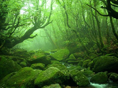 Yakushima, Kagoshima, Misty Forest, Remote Island, Kyushu, Beautiful Forest, Ghibli Movies, Nature Collection, Natural Scenery