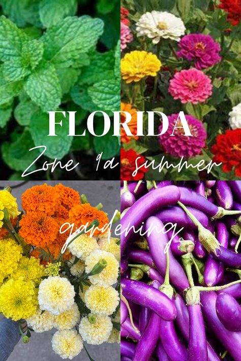 North Florida Gardening, Florida Flowers, August Garden, Planting Sunflowers, Florida Gardening, Sunflower Garden, Homestead Gardens, Gardening Zones, Tower Garden