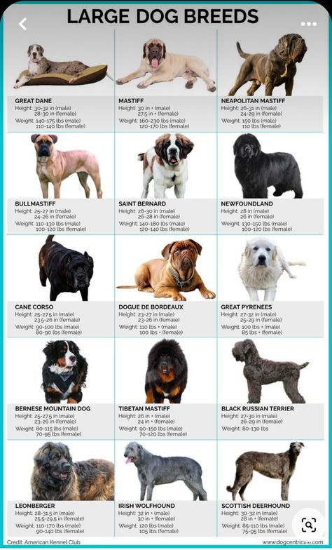 Athletic Dog Breeds, Guard Dogs Breeds, Types Of Big Dogs, Farm Dogs Breeds, Dog Species, Animal Rescue Ideas, Dog Films, Guard Dog Breeds, Smartest Dog Breeds