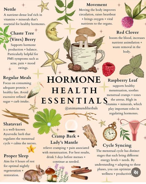 Herb Meanings, Hormone Harmony, Earth Connection, The Endocrine System, Nourishing Meals, Herbal Education, Chaste Tree, Hormonal Health, Medical Herbs