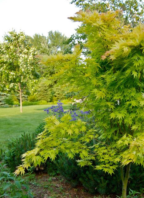 Acer palmatum / Japanese Maple 'Orange Dream' Goldflame Spirea, Montauk Daisy, Acer Shirasawanum Aureum, Acer Palmatum Orange Dream, Hardy Mums, Dappled Willow, Acer Palmatum Ukigumo, Acer Palmatum Dissectum, Acer Palmatum Bloodgood