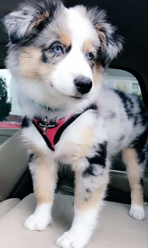 Australian Shepherd Fursona, Animal Unique, Caine Husky, Shepherd Dog Breeds, Aussie Puppies, Australian Shepherd Puppies, Super Cute Puppies, Australian Shepherd Dogs, Really Cute Dogs