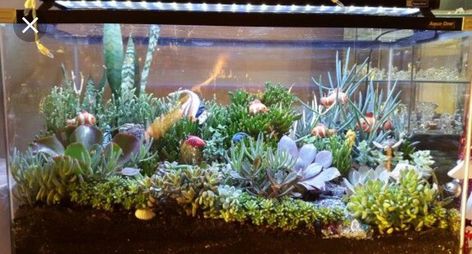 Old Fish Tank Ideas, Fish Tank Diy, Fish Tank Garden, Succulents Terrarium, Terrarium Succulent, Tank Terrarium, Cactus Terrarium, Diy Succulent Terrarium, Fish Tank Terrarium