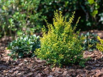 Alternatives To Boxwood – Plants To Replace Boxwood In The Landscape Backyard Bed, Sunshine Ligustrum, Full Sun Landscaping, Boxwood Bush, Japanese Boxwood, Boxwood Landscaping, Growing Bonsai, Box Wood Shrub, Boxwood Plant