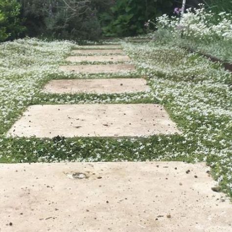 Plant Tiles Australia on Instagram: "Pratia pedunculata aka Trailing Pratia or White Star Creeper is so pretty. 😍 It is a great low growing ground cover choice to put between pavers to soften the hardscape. Pics from @sunrisegardenandstrataservices and @jennazanch . . . . , #pratia #planttiles #groundcover #nativeplants #whitestarcreeper #pavingstones #pavers #gardenpath #garden #landscaping #gardenideas #landscapinginspiration #plantsofinstagram #landscapedesignideas" Pavers And Ground Cover, No Lawn Garden, Plant Tiles, Tiles Australia, Low Growing Ground Cover, Gravel Walkway, Australian Gardens, Winter Court, Pavers Backyard