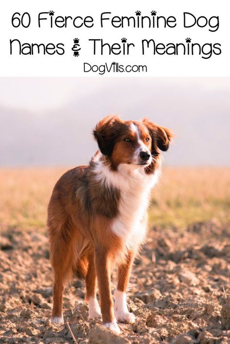 If you're looking for some fantastic strong female dog names and meanings, you'll adore our list! Check out 60 of the fiercest feminine names for your pup!     #dognames #dogadoption #dogadvice  #dogvills Strong Female Dog Names, Dog Names Female, Dog Names Girl, Male Dog Names, Unique Dog Names, Viking Names, Cute Dog Names, Dog Name Ideas, Boy Dog Names