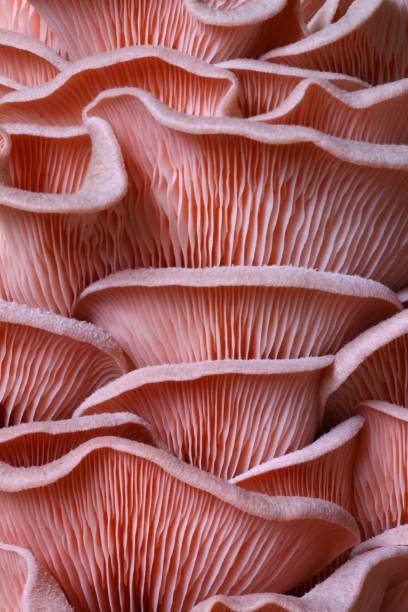 599,686 Mushroom Stock Photos, Pictures & Royalty-Free Images - iStock Mushroom Pictures Photography, Rhythm In Nature, Mushroom Texture, Mushrooms Photography, Mushroom Photography, Mushroom Stock, Mushroom Images, Microscopic Photography, Motion Poster