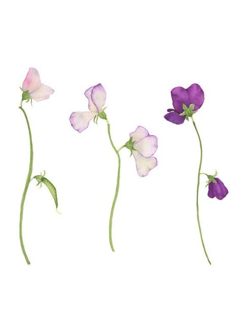 Watercolor Sweet Pea Flowers Original Botanical Painting Sweet Pea Tattoo, Sweet Pea Flowers, Initial Tattoo, Painting Fine Art, Pea Flower, Trendy Flowers, 수채화 그림, Floral Illustration, Botanical Watercolor