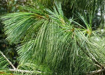 Pine Needle Tincture, Tree Types, Fast Growing Evergreens, White Pine Tree, Fire Cider, Eastern White Pine, Herbal Tinctures, Pine Branches, Pineapple Cake