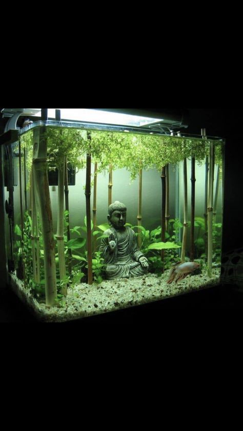 Asian Inspired Fish Tank, Japanese Fish Tank Ideas, 5 Gal Fish Tank Ideas, Aquarium Tank Design, Fresh Water Fish Tank Ideas, Fish Tank Set Up Ideas, Plant Aquarium Ideas, Axolotl Tank Ideas Aquarium, Fish Tank Set Up