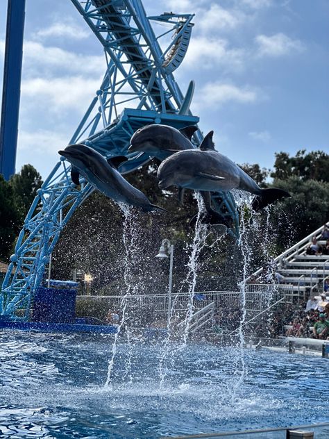 Sea World California, Seaworld Aesthetic, Sea World San Diego, Trip Scrapbook, Theme Park Ideas, My Life Goals, Seaworld San Diego, California Bucket List, Cali Trip