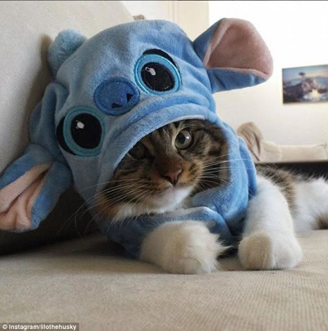 Stitch Stuff, Kitten Rescue, Söt Katt, Cute Stitch, Little Kittens, Cute Animal Photos, Stitch Disney, Cute Kittens