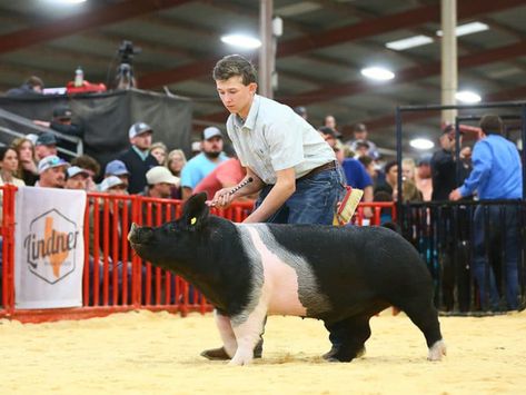 Showing Pigs, Pigs As Pets, Fair Season, Show Pigs, Pig Showing, Show Animals, 4h Projects, 4 H Projects, Pig Pen