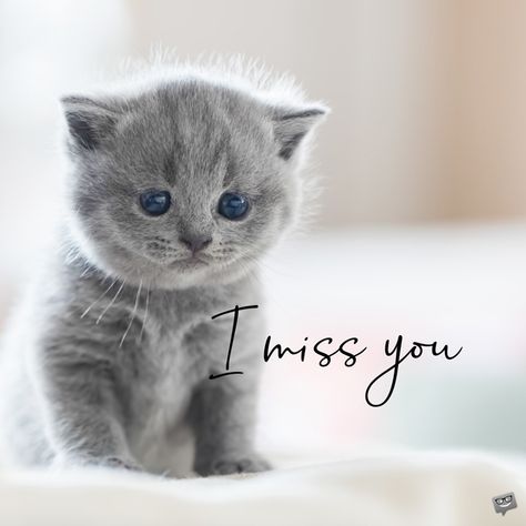 I miss you image with sad kitten. Missing You Images, I’m Thinking Of You, I Really Miss You, Miss You Images Cute, Miss U Quotes, Missing Photo, I Miss You Cute, Cute Miss You, Miss You Funny