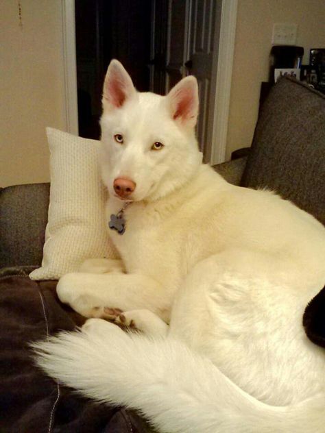 All White Husky, German Shepherd Husky Mix, White Siberian Husky, White Husky, White German Shepherd, Husky Mix, Angels Among Us, Cute Little Puppies, Pet Rescue