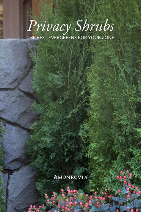 Best Privacy Shrubs, Backyard Shrubs Landscaping Ideas, Zone 5 Privacy Landscaping, Zone 10b Landscaping, Trees And Bushes For Privacy, Evergreen Shade Shrubs, Zone 6 Backyard Landscaping, Privacy Landscaping Around Patio, Privacy Berm Landscaping Ideas