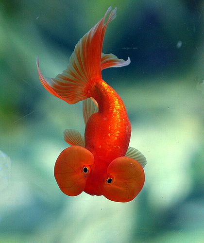 Bubble Eye Goldfish, Ikan Air Tawar, Fancy Goldfish, Life Under The Sea, Orange Fish, Water Creatures, Cool Fish, Water Animals, Beautiful Sea Creatures