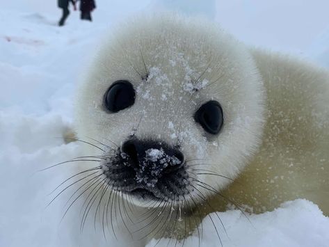 Baby Seals Cute, Cute Seal Pictures, Sea Puppies, Seal Aesthetic, Seals Cute, Baby Seal Pup, Cute Baby Seal, Funny Seal, Harp Seal Pup