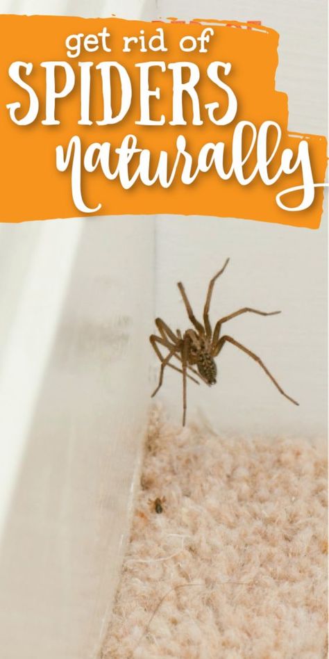 Natural Spider Repellant (Easy DIY) • Kids Activities Blog Spider Repellant, Natural Spider Repellant, Spider Repellent, Spider Spray, Spiders Repellent, Diy Bug Spray, Get Rid Of Spiders, Natural Bug Spray, Bug Killer