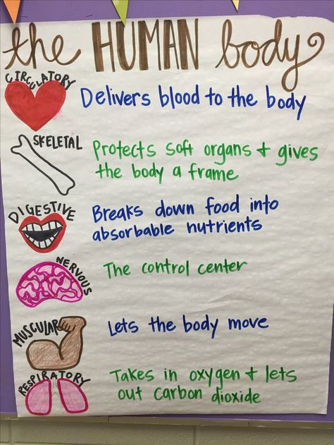 5th grade science body systems anchor chart Science Decorations, 5th Grade Science Projects, Human Body Lesson, Science Careers, Science Major, Human Body Science, Body Preschool, Human Body Activities, Science Anchor Charts