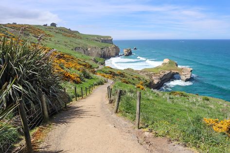 Tunnel Beach New Zealand: Dunedin’s Stunning Walking Track Farm Near The Beach, New Zealand Dunedin, New Zealand Beaches, Dunedin Nz, Tunnels Beach, Beach Farm, Beach New Zealand, Thailand Activities, Dunedin New Zealand