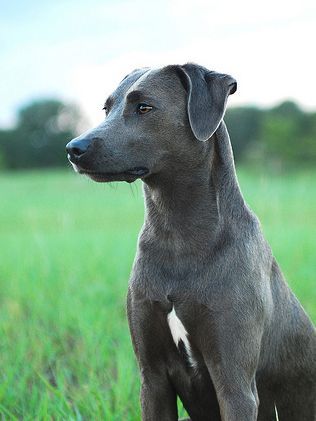 75+ Best Blue Lacy Dog Names Blue Lacy Dog, Blue Lacy, Only In Texas, American Dog, Texas Girl, Texas History, Rare Breed, State Of Texas, Lone Star State