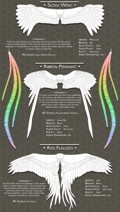 scribbly-blue-hearts:   Blue’s Feathers and Wings... -                                         How to Art Human Avian, Vtuber Inspiration, Winged Characters, Monster Anatomy, Wing Anatomy, Types Of Wings, Wing Shapes, Winged People, Bird People