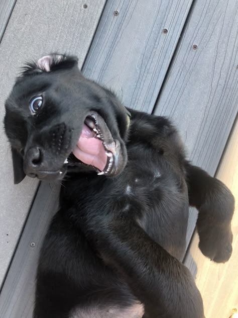 Black Lab Puppies Aesthetic, Black Puppy Aesthetic, Black Puppies, Black Lab Puppy, Black Labrador Puppy, Labrador Black, Labrador Noir, Black Puppy, Really Cute Puppies