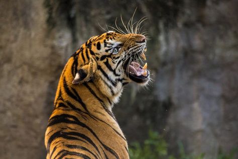 Woman calmly shoots selfie after fighting off a tiger with a stick - DIY Photography Bengals Merch, Angry Tiger, Tiger Roaring, Sumatran Tiger, Copyright Free Images, Tiger Canvas, Tiger Pictures, Tiger Tiger, Siberian Tiger